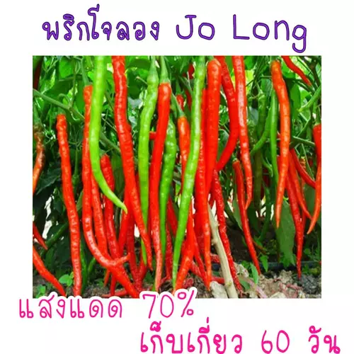 บรรจุ 20 เมล็ด เมล็ด​พันธุ์​ พริกยาว​โจลอง (Jo​ lonlong)