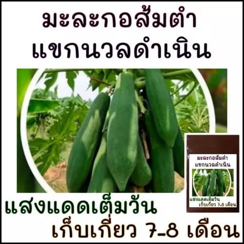15 เมล็ด เมล็ดพันธุ์มะละกอส้มตำ แขกนวลดำเนิน