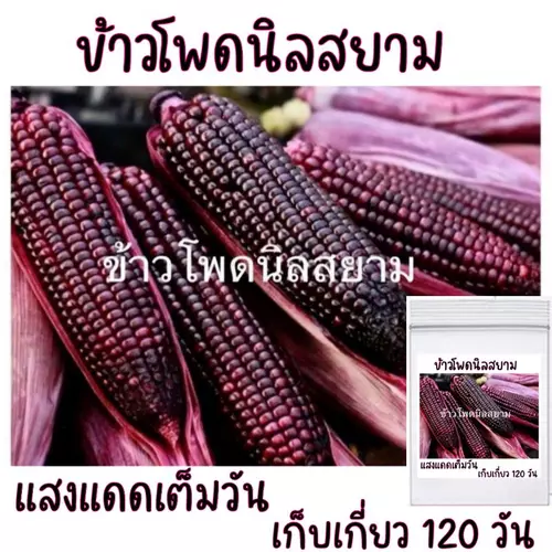 ข้าวโพดข้าวเหนียว นิลสยาม  30 เมล็ด