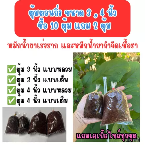 ตุ้มตอนกิ่งขนาด 3,4 นิ้ว (1แพค ได้10 แถม 2 รวม 12 ตุ้ม) มีแบบเต็มและหลวม หมักน้ำยากำจัดเชื้อราและน้ำยาเร่งราก มีเคเบิ้ลไทร์แถม