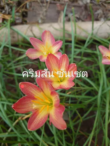 หัวบัวดินสีทูโทนส้ม คริมสัน ซันเซต