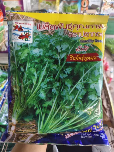 เมล็ดผักชี ตรา ปลาทอง ขนาด 300 กรัม ก้อใหญ่ งอกดี ใบวาว