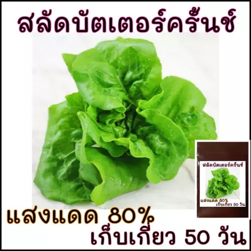 100 เมล็ด ผักสลัดบัตเตอร์ครันช์ - Buttercrunch Lettuce