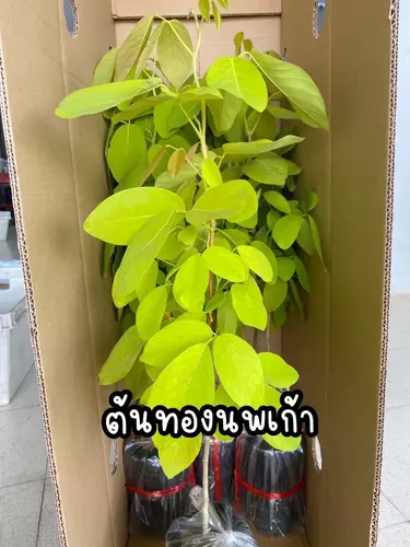 ต้นชะแมบทอง ต้นทองนพเก้า