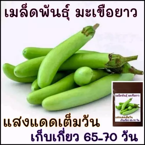100 เมล็ด เมล็ดพันธุ์ มะเขือยาวสีเขียว