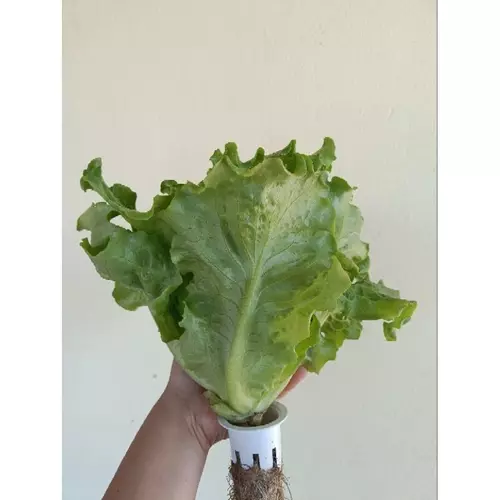357922425