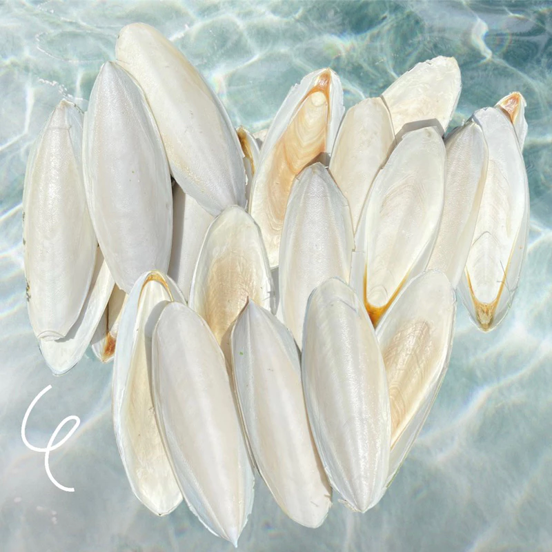 กระดองหมึกเต็มตัวไซส์ใหญ่ เกรดA อาหารเสริมแคลเซียมสัตว์เลี้ยง ลิ้นทะเล organic cuttlebone 5ตัว/แพค