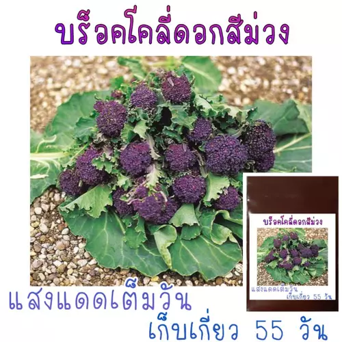 30 เมล็ด บร็อคโคลี่ดอกสีม่วง Purple Sprouting Broccoli