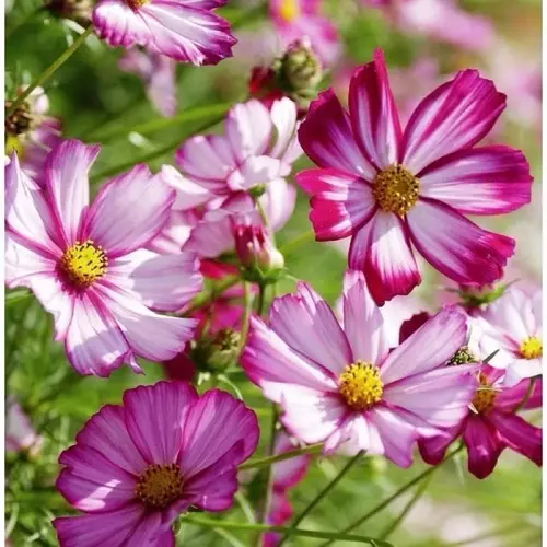 เมล็ดพันธุ์ ดาวกระจายพิโคที ดอกคอสมอส (Picotee Cosmos Flower Seed) บรรจุ 50 เมล็ด