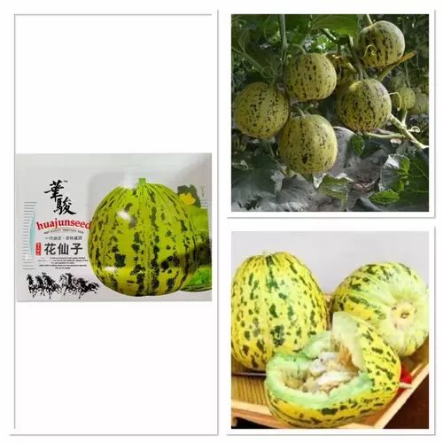 เมล็ดพันธุ์ แตงไทย แตงบาหลี Flower Fairy Melon F1 บรรจุ 10 - 50 เมล็ด ผลมีผิวสีเหลืองอ่อนสลับลายจุดสีเขียว หวาน หอม