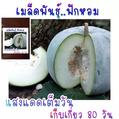 20 เมล็ด เมล็ดพันธุ์ฟักหอมพื้นบ้าน