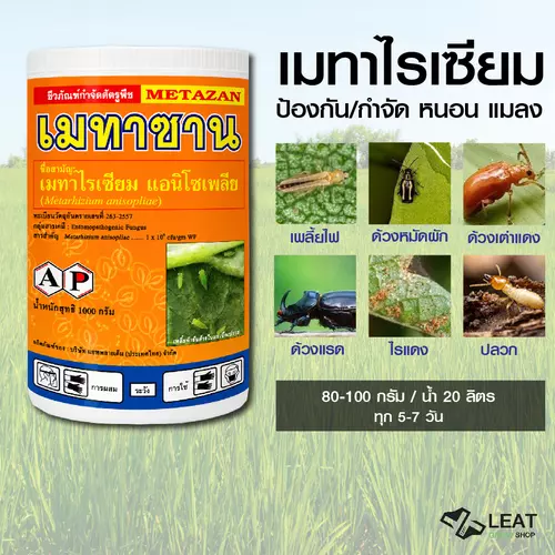 เมทาซาน เมตาไรเซียม อะนิโซเพล (Metarhizium anisopliae) ชีวภัณฑ์ กำจัดแมลง
