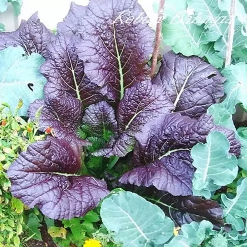 เมล็ดพันธุ์ มัสตาร์ดแดงยักษ์ (Red Giant Mustard Seed) บรรจุ 50 เมล็ด คุณภาพดี ของแท้ 100%