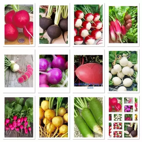 เมล็ดพันธุ์ แรดิช ( Radish Seed ) เรดิช / หัวไชเท้าญี่ปุ่น Japanese radish