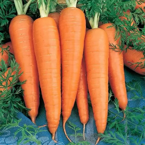 เมล็ดพันธุ์ แครอท สีส้ม (Danver Carrot Seed) บรรจุ 200 เมล็ด