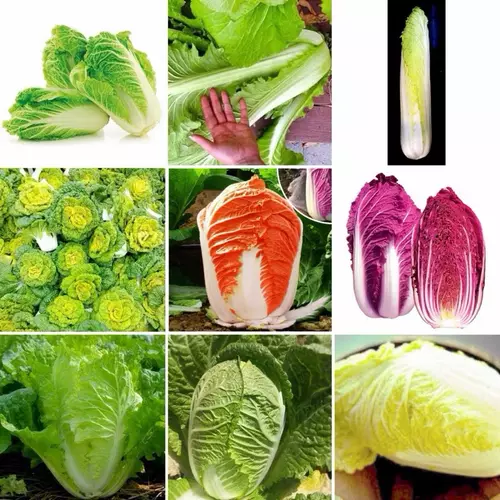 เมล็ด ผักกาด สีส้ม / ผักกาดขาว / ผักกาด  ( Orange Chinese Cabbage Seed ) ของแท้ 100%