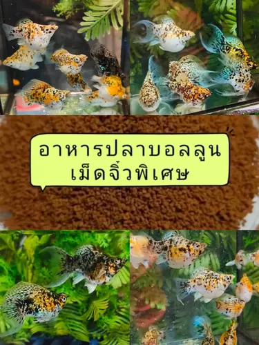 อาหารปลา*ปลาบอลลูนสโนคาลิโก๊ะ