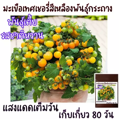 เมล็ดปลูกต่อได้ บรรจุ 15เมล็ด มะเขือเทศเชอรี่สีเหลืองพันธุ์เตี้ย พันธุ์กระถาง