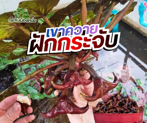 ฝักกระจับเขาควาย 1 kg. (สด) - กระจับเมืองเหน่อ