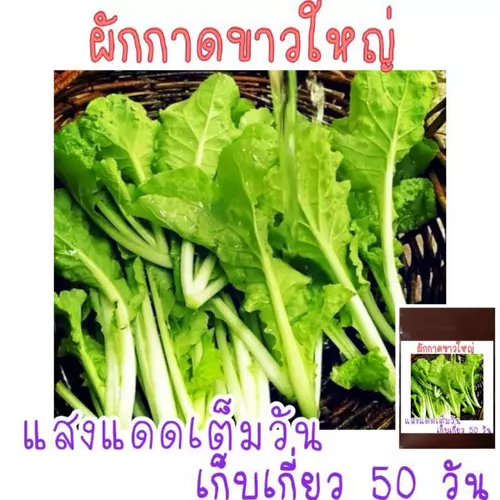 เมล็ด​พันธุ์​ ผักกาดขาวใหญ่​ 500เมล็ด​  ซองซิป