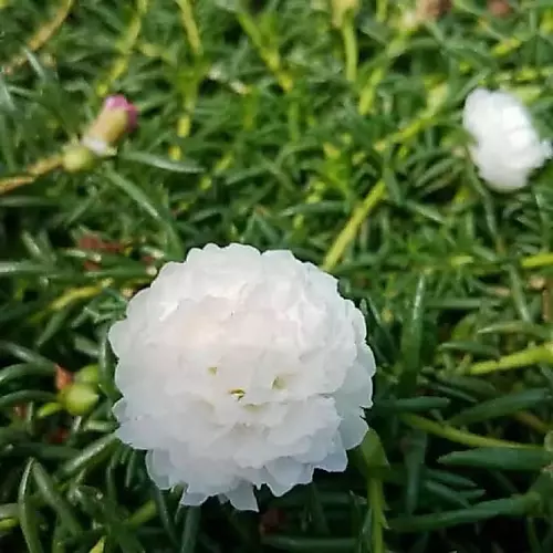 เมล็ดพันธุ์ ดอกแพรเซียงไฮ้ ดอกซ้อนะสีขาว (White Portulaca Double Flower (Portulaca grandiflora) บรรจุ 200 เมล็ด