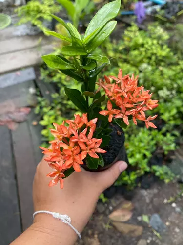 ต้นเข็ม