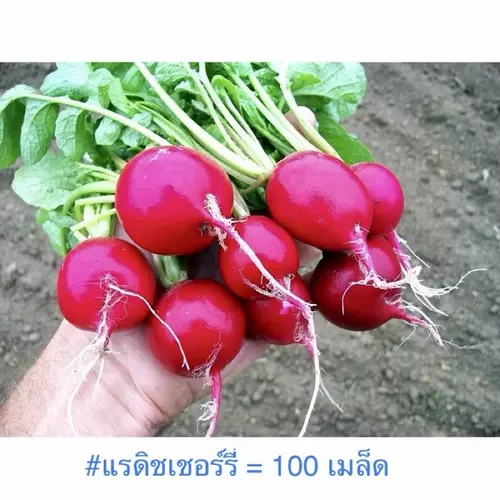 เมล็ดพันธุ์ แรดิช เชอร์รี่ ( Radish Cherry Seed ) บรรจุ 60 เมล็ด