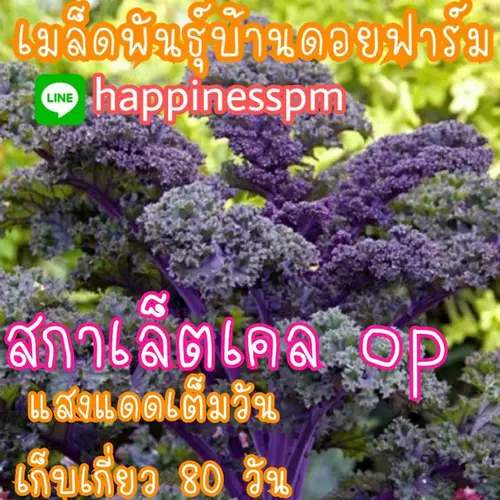 120 เมล็ด เคล​ม่วง คะน้าใบหยิกม่วง​ สกาเล็ตOP​  Kale​ Scarlet​ OP​  เมล็ดพันธุ์