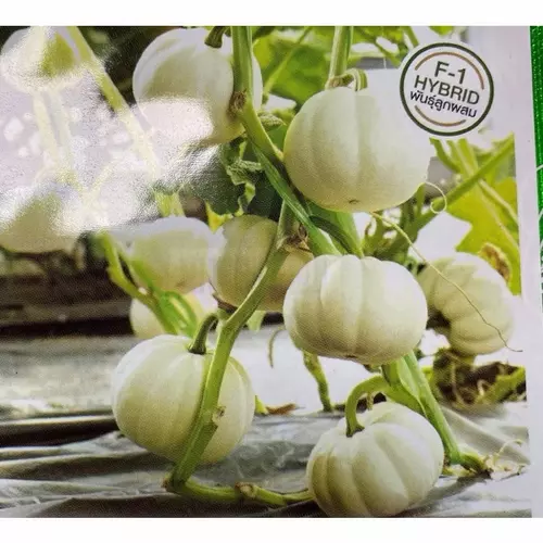 เมล็ดพันธุ์ ฟักทอง สมอลไวท์ (Pumpkin Small White) บรรจุ 4 และ