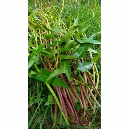เมล็ดพันธุ์ ผักบุ้งนาแดง ก้านสีแดง(Red Kang Kong)บรรจุ 30 เมล็ดแก้ฟกช้ำ ถอนพิษ
