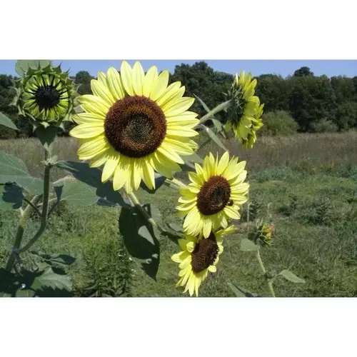 267294