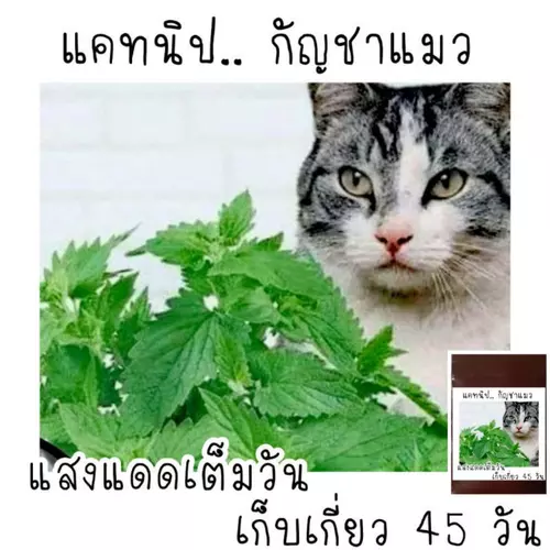 100 เมล็ด  เมล็ดพันธุ์แคทนิป catnip กัญชาแมว