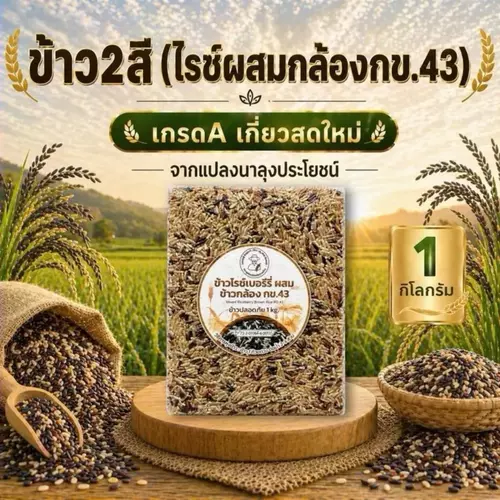 ข้าวสองสี (ไรซ์ผสมกล้องกข.43) เกรดA เกี่ยวสดใหม่ จากแปลงนาลุงประโยชน์
