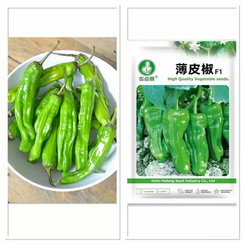 เมล็ดพันธุ์ พริกชิชิโต พริกหวานไม่เผ็ด ( Shishito Seed ) บรรจุ 10 - 100 เมล็ด ชิชิโตะ