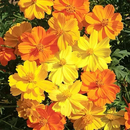 เมล็ดพันธุ์ ดาวกระจาย ไบร์ทไลท์ คละสี (Bright light Cosmos Mix) บรรจุ 150 เมล็ด