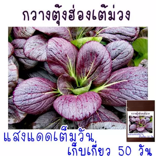 300 เมล็ด เมล็ด​พันธุ์​ กวางตุ้ง​ฮ่องเต้​สีม่วง​