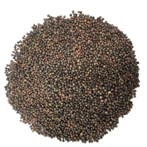 59580300