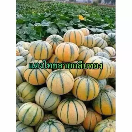 84617