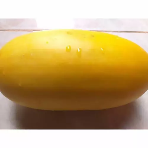 54633231