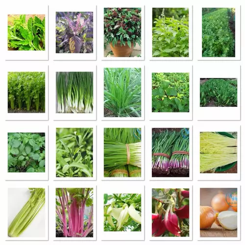 เมล็ดพันธุ์ Vegetables Seed ผักสวนครัว กะเพรา โหระพา ผักชี ต้นหอม ดอกแค คื่นฉ่าย ชุดที่1..