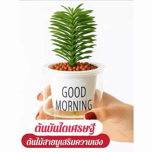 ต้นบันไดเศรษฐี+หินpopper+พร้อม กระถางรดน้ำ กระถางรดน้ำอัตโนมัติ +ปุ๋ยบำรุงต้นฟรี