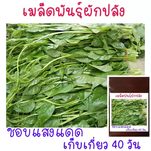 เมล็ด​พันธุ์​ ผักปลัง​ ญี่ปุ่น เขียว​ 10 เมล็ด​