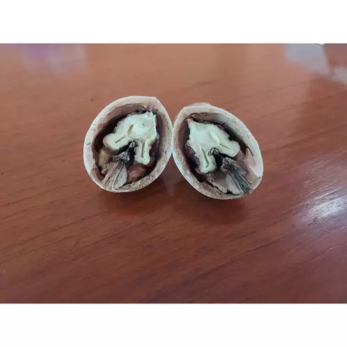 walnut ลูกวอลนัทผ่าครึ่งจำนวน 1 คู่สำหรับสัตว์เลี้ยงฟันแทะ