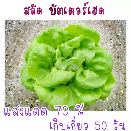 เมล็ด​พันธุ์​ สลัด​ บัตเตอร์เฮด​ 100​ เมล็ด​