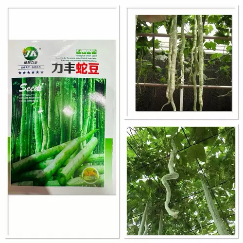 เมล็ดพันธุ์ บวบงู อนาคอนด้า บวบงูขาว บรรจุ 2- 4 เมล็ด ยาวเกือบ 1-2 เมตร