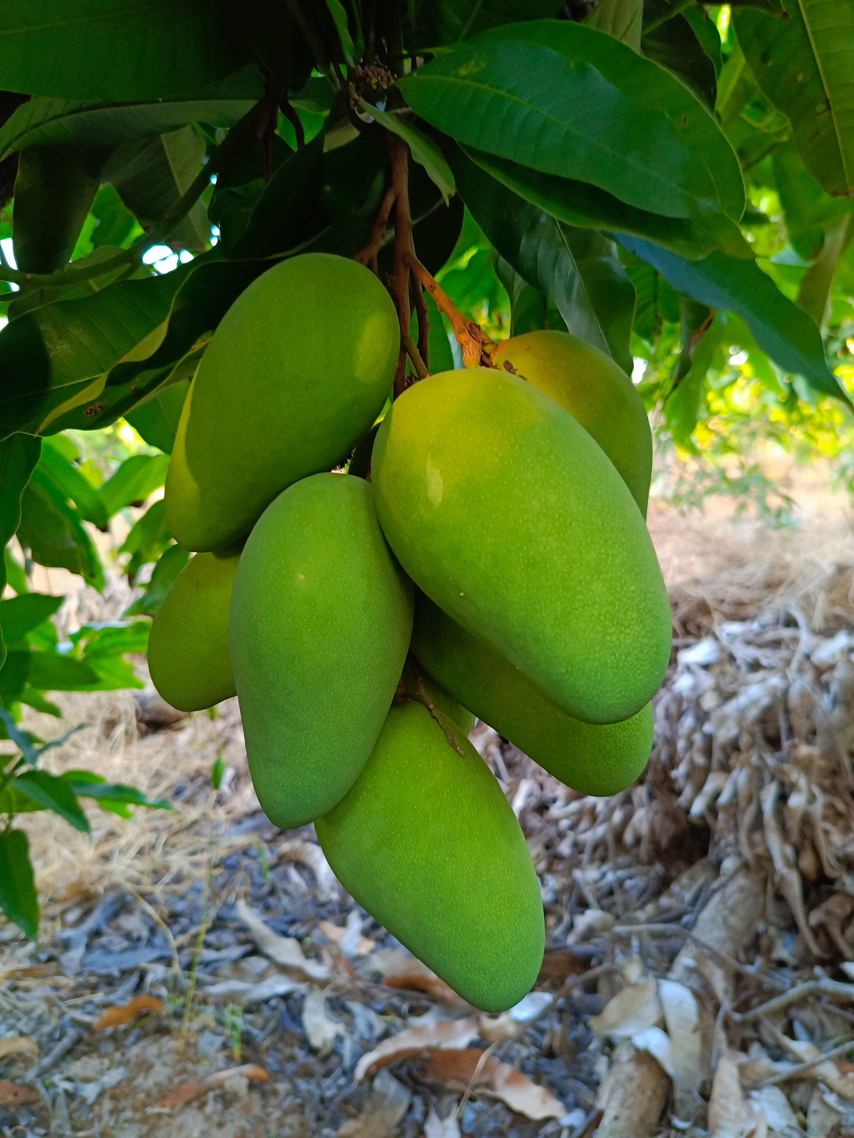 พร้อมส่ง🥭มะม่วงโชคอนันต์ ปลอดภัยไร้สารเคมีฉีดพ่น