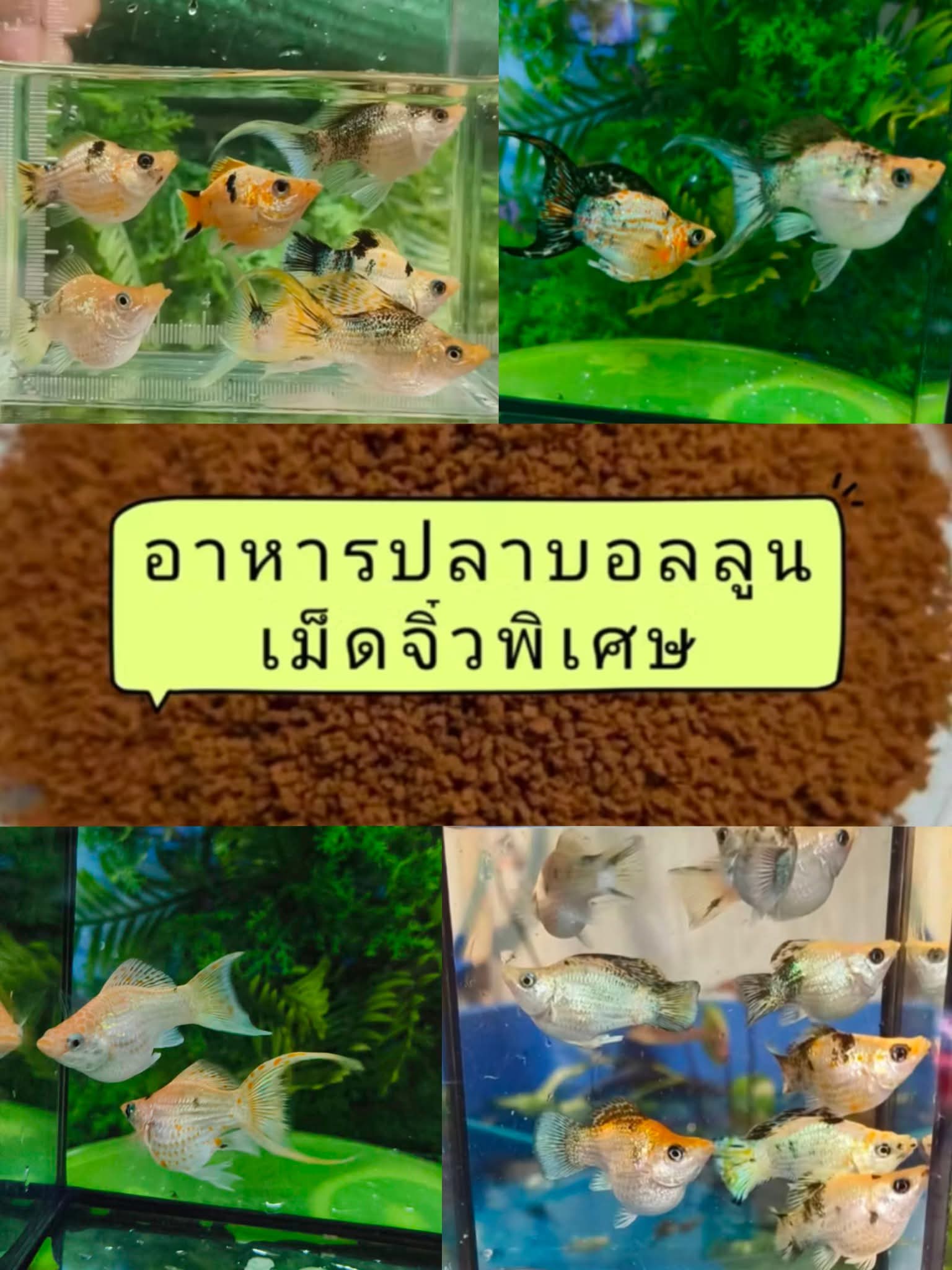 อาหารปลา*ปลาบอลลูนทองลิปมัน