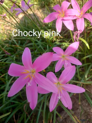 หัวบัวดินสีชมพู z.Chocky pink