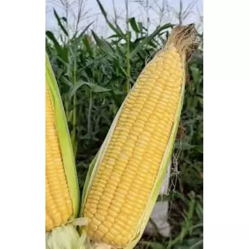 66723