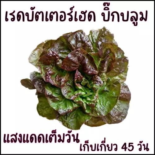 ใหม่!! 100 เมล็ด เมล็ดพันธุ์สลัด เรดบัตเตอร์เฮด บิ๊กบลูม สายพันธุ์พุ่มใหญ่จากยูโกสลาเวีย red butterhead lettuce